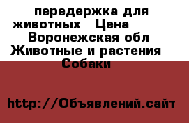 передержка для животных › Цена ­ 300 - Воронежская обл. Животные и растения » Собаки   